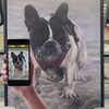 Kæledyrsmaleri efter foto – håndmalet portræt af hund eller kat